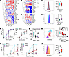 TGF-β selectively regulates MC expression of activating receptors.