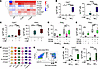 TGF-β enhances MC lipid mediator production.