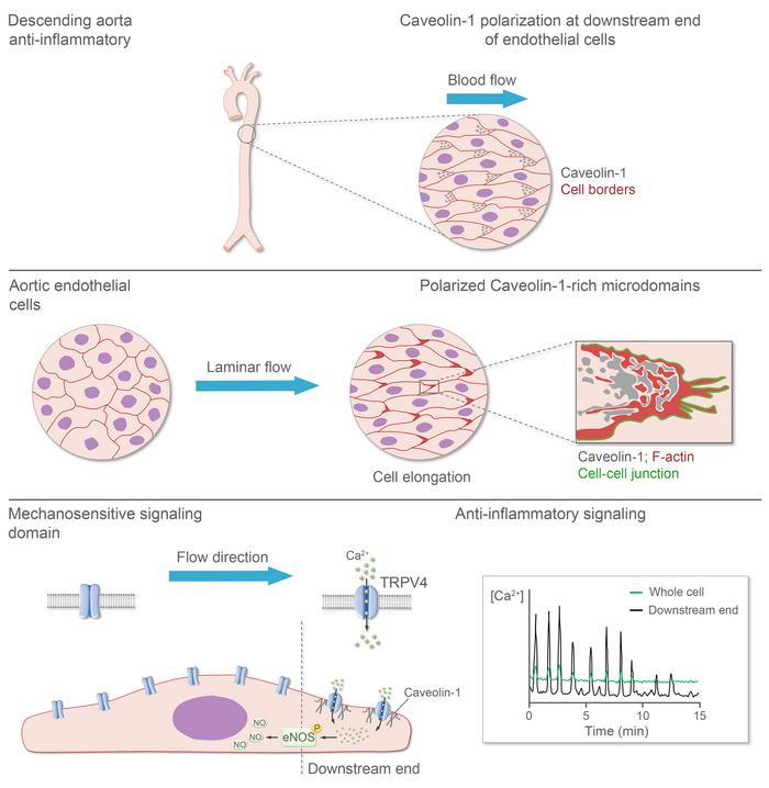 graphical abstract