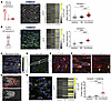 Membrane polarization and caveolin-1–enriched microdomains in aortic ECs ex