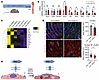 Activation of TRPV4 attenuates endothelial response to an inflammatory stim