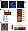 eNOS phosphorylation and Ca2+ oscillations occur at the downstream end in t