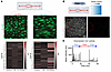 Ca2+ activity at the downstream end is enhanced with increased shear stress