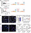 Localized Ca2+ entry requires TRPV4 channel activity and occurs in areas of