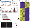 Inhibition of TRPV4 activity under flow induces inflammatory gene expressio