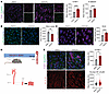 Inhibition of TRPV4 activity induces an inflammatory phenotype.