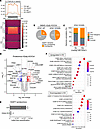 Epigenetic and translational profiling of H2afy-deficient NB cells.