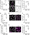 CGRP induces protein level changes in LECs.