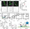 RiboTag and in vitro changes are recapitulated in NTG-mediated chronic migr