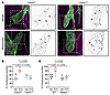 NTG induced CGRP stimulus is required for formation of continuous VE-cadher