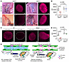 ICM injection of CGRP reduces CSF efflux to the DCLNs by EB dye transport.