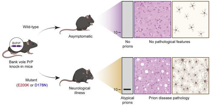 graphical abstract