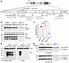 Generation and characterization of knockin mice expressing WT or mutant ban