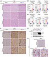 Spontaneously ill knockin mice expressing mutant bank vole PrP exhibit prio