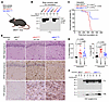 Transmission of prions from the brains of spontaneously ill knockin mice ex