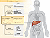 Pathogenesis of and interorgan crosstalk contribution to ALD.