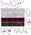 Alpelisib improves kidney lesions in uninephrectomized PIK3CAPod-HO mice.