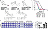 SHP2-AIs exert growth-inhibitory activity through an off-target mechanism.