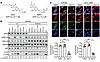 The structural basis of off-target autophagy inhibition by SHP2-AIs.