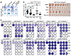 Autophagy inhibition contributes to the antitumor activity of SHP2-AIs.