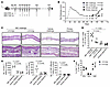 Skin TRMs mediate an MDE-like reaction in mice in the absence of circulatin