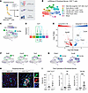 IL-21–expressing CD4+ T cells are pathologically increased in peripheral ne