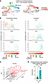 IL-21–producing cells in infiltrated peripheral nerves share a common linea