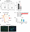 IL-21–mediated CXCR6 upregulation is required for the recruitment of CD4 ce