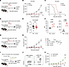 r3LCMV exerts antitumoral effects independent of CD8+ T cells and B7/CD28 c