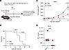 r3LCMV therapy improves tumor control in Rag1–/– mice.