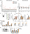 TLR7 gain-of-function mutation in a young child with severe SLE.