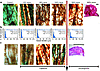 The microenvironmental level of VEGF produced in muscle determines a thresh