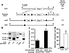 Generation and validation of a conditional Icmt allele (Icmtflx). (a) A seq