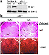 Knocking out p21Cip1 restores the capacity of K-Ras-IcmtΔ/Δ fibroblasts to