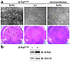 Inactivation of Icmt reverses B-Raf–induced transformation. (a) B-Raf-Icmtf