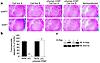 Reduced capacity of K-Ras–transfected Icmt-deficient fibroblasts to form co