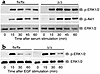 Growth factor-stimulated Erk1/2 and Akt1 phosphorylation in Icmt-deficient