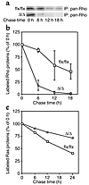 Accelerated turnover of Rho proteins in Icmt-deficient fibroblasts. (a) K-R