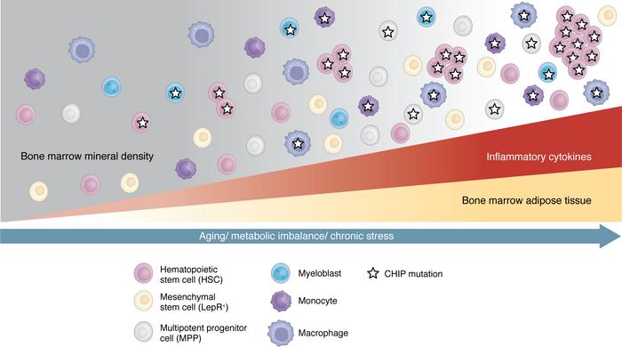 Changes to the BM niche with aging, metabolic imbalance, and/or chronic ...