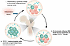 A model of an inflammatory feed-forward cycle in CHIP.