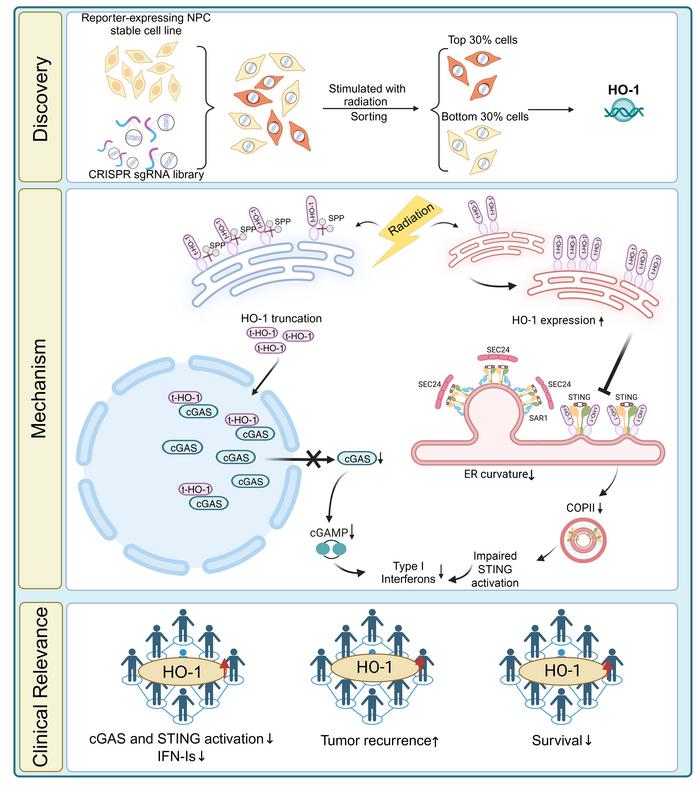 graphical abstract