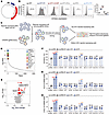 A metabolic CRISPR/Cas9 screen identifies HO-1 as a potent IFN-I production