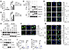 Cleaved HO-1 inhibits the nuclear export of cGAS.