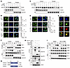 Cleaved HO-1 directly interacts with cGAS in the nucleus.