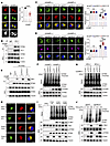 HO-1 inhibits STING oligomerization and consecutive ER-to-Golgi translocati