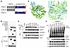 Molecular docking of HO-1 and STING.