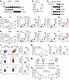 HO-1 inhibitor enhances the efficacy and abscopal effect of RT in vivo.