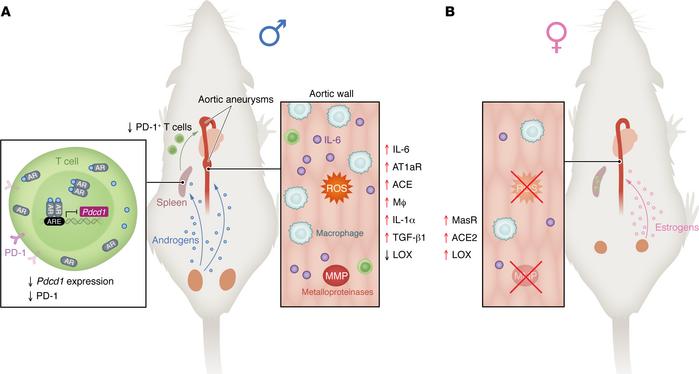 Sex hormones have differential effects on AA pathogenesis.
Sex hormones ...