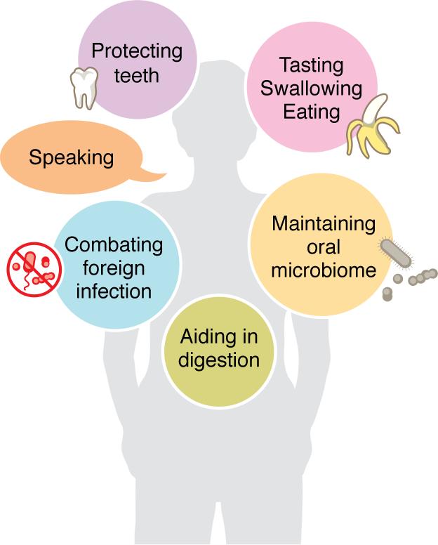 Schematic of the various physiological roles saliva is critical in suppo...