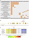 The sentinel genes from significant pathways associated with NPC and functi